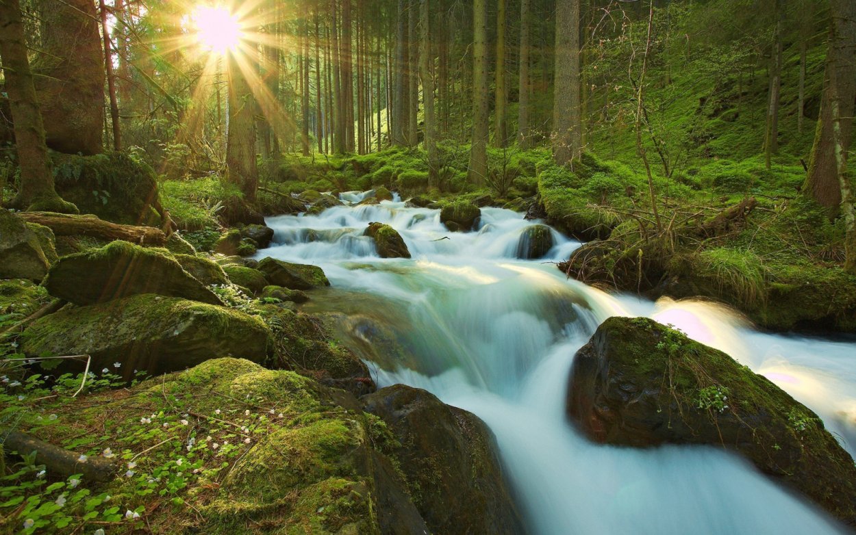 Сказочная Полянка в лесу