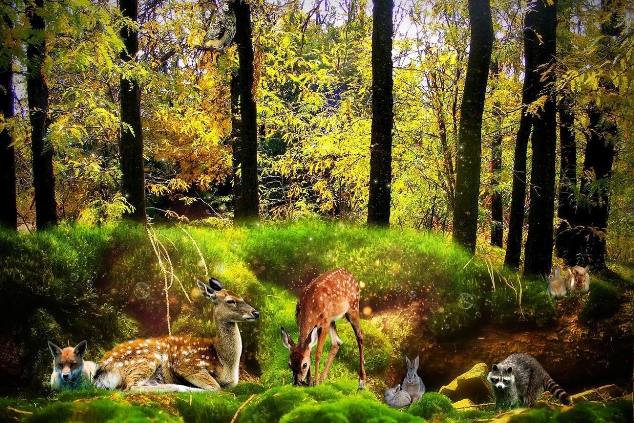 Лес с животными