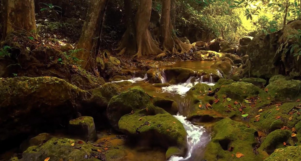 Фантастический лес