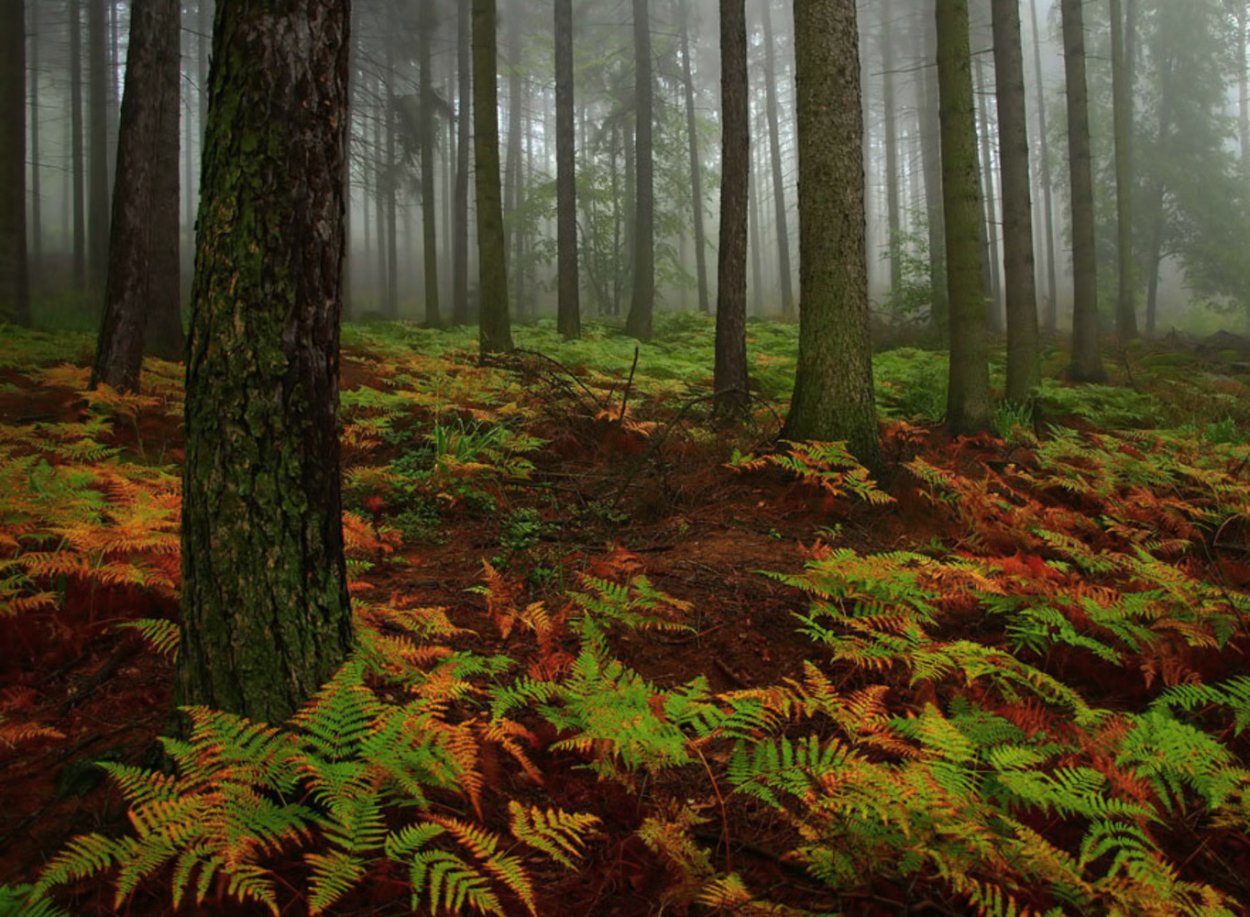 Водопад в лесу