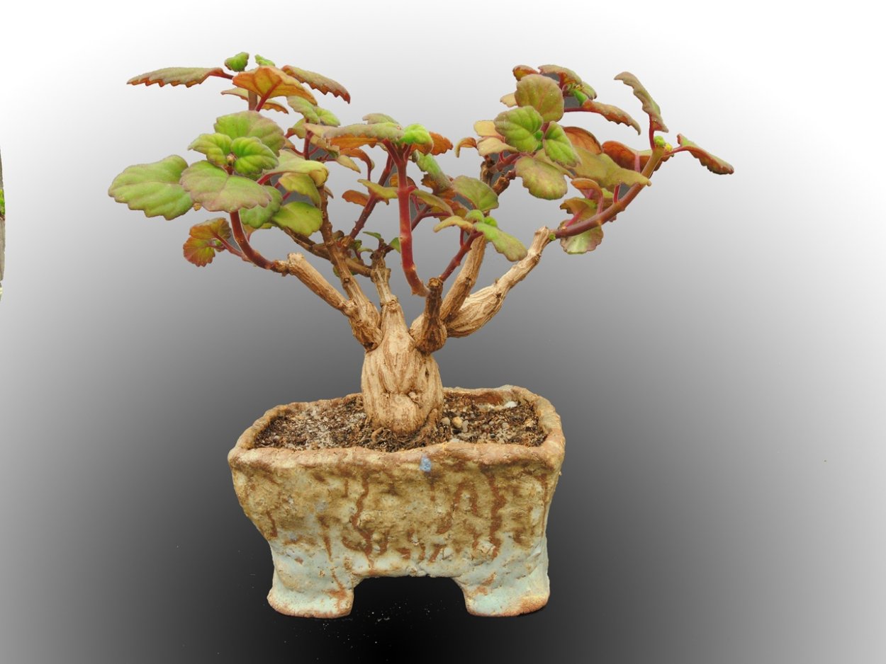 Плектрантус каудексный