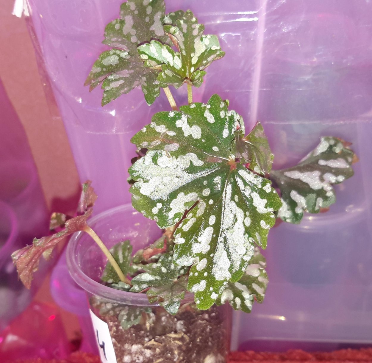 Бегония dregei