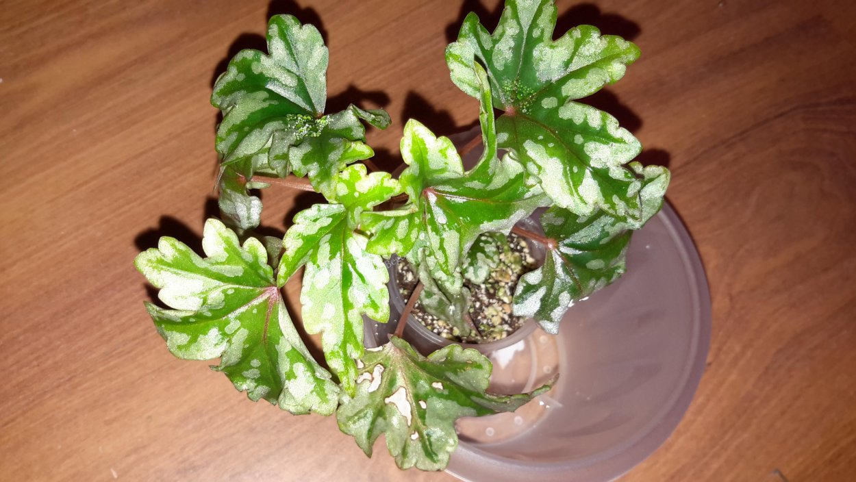 Бегония ампельная Фанки Пинк