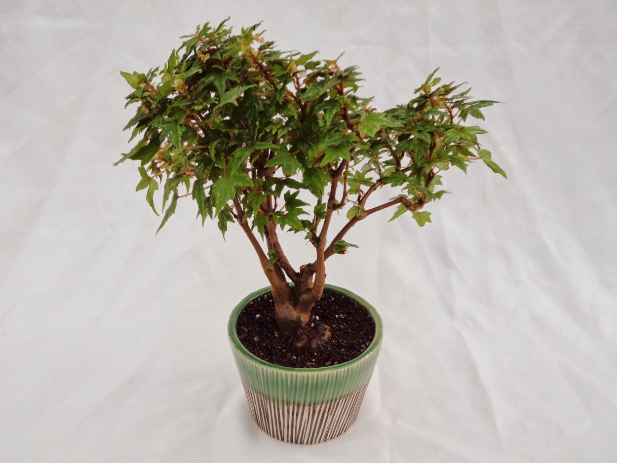 Бегония dregei