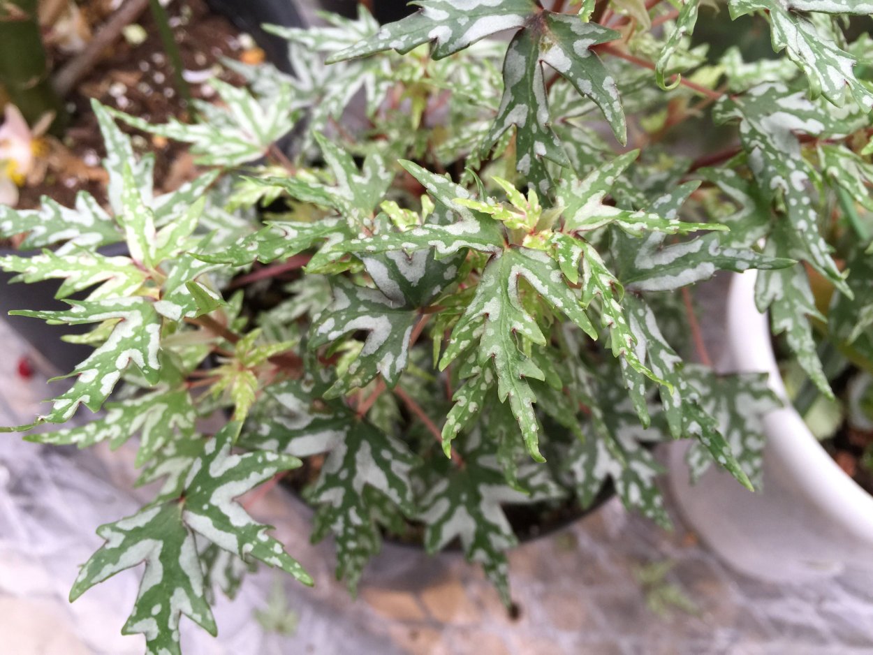 Бегония Дрега каудексная