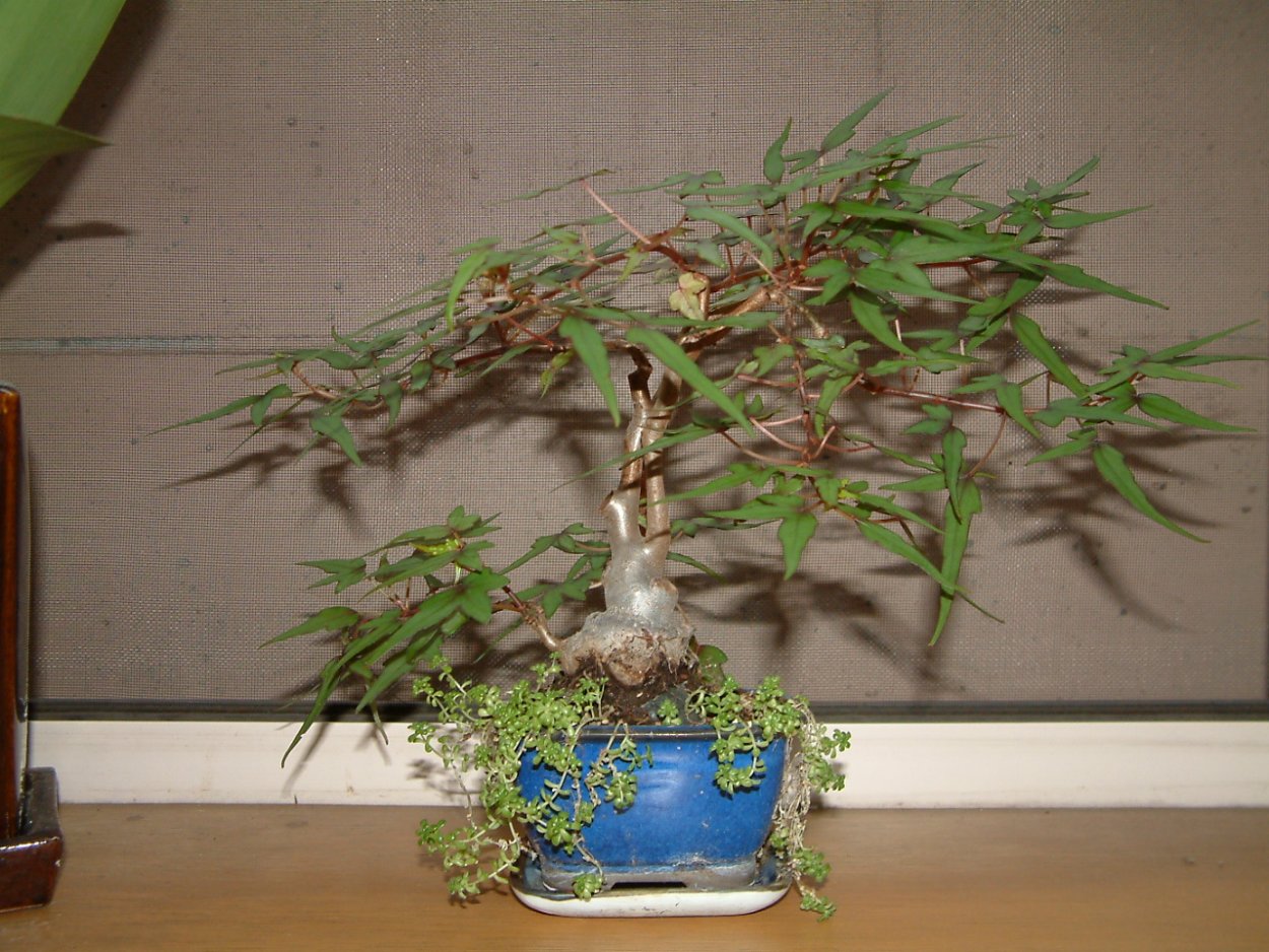 Бегония партита купить в Москве