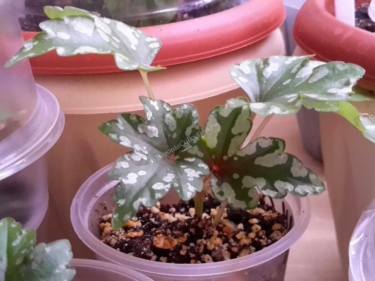 Begonia carolineifolia Highlander /бегония