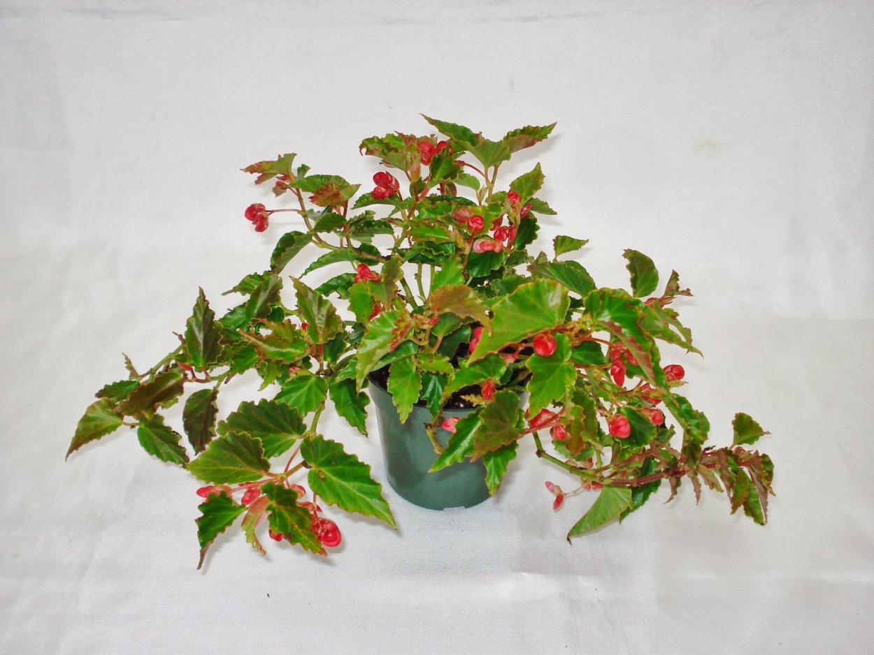 Pelargonium carnosum