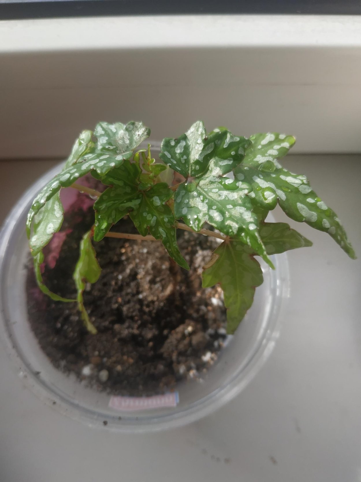 Стефания Эректа растение