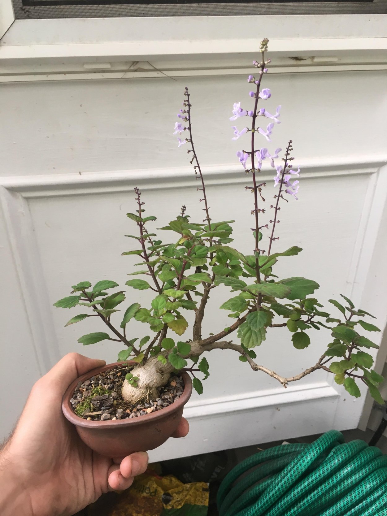 Каудексные растения много