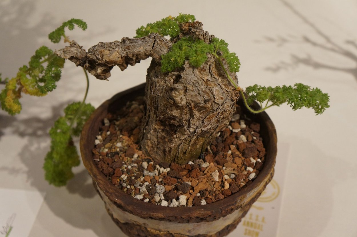 Plectranthus ernstii