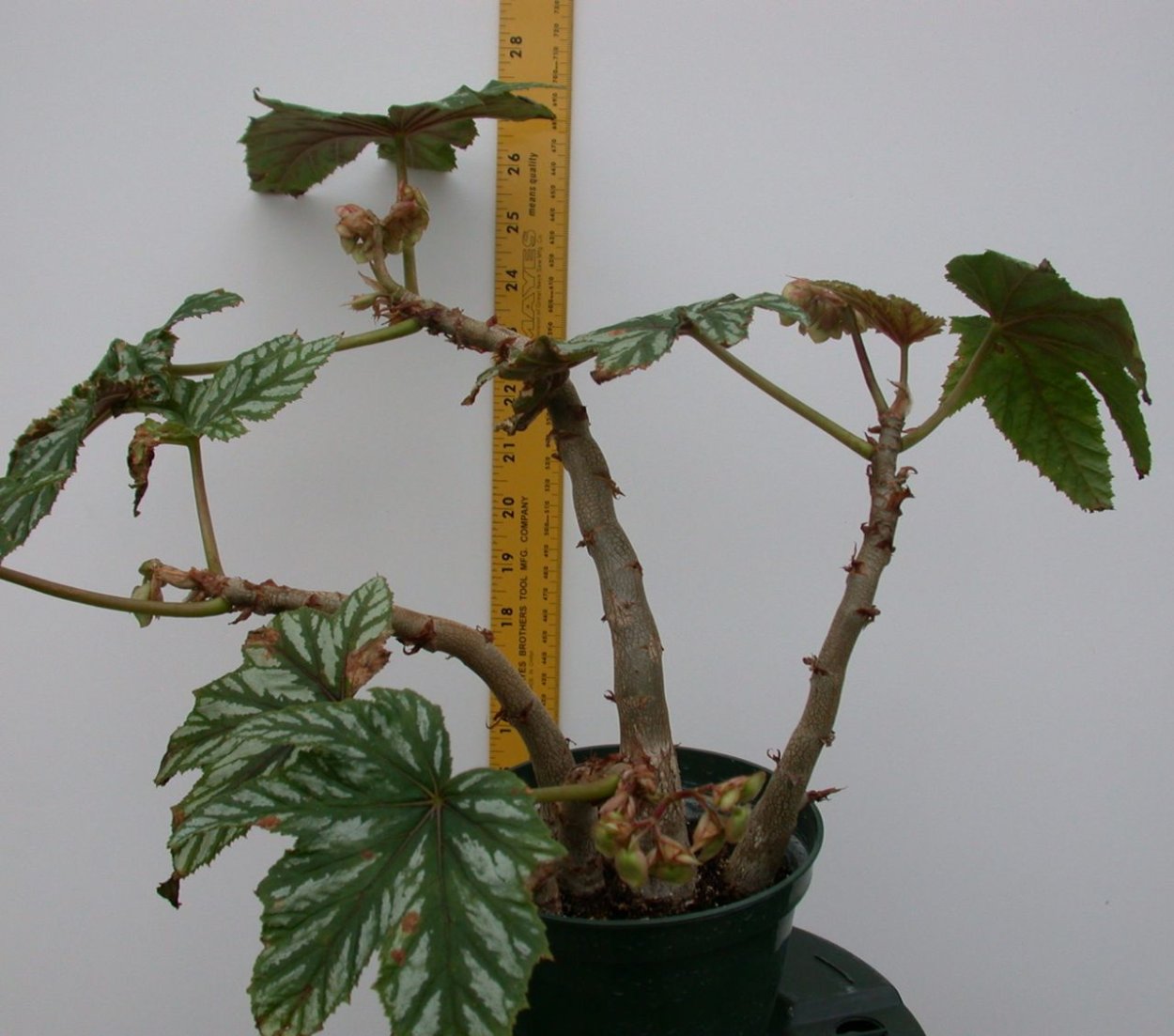 Бегония DS гламуроуз