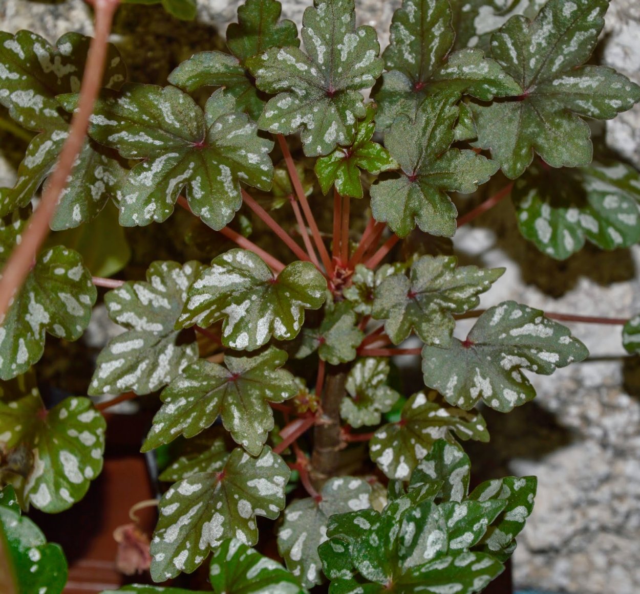 Бегония Дрега (Begonia dregei)
