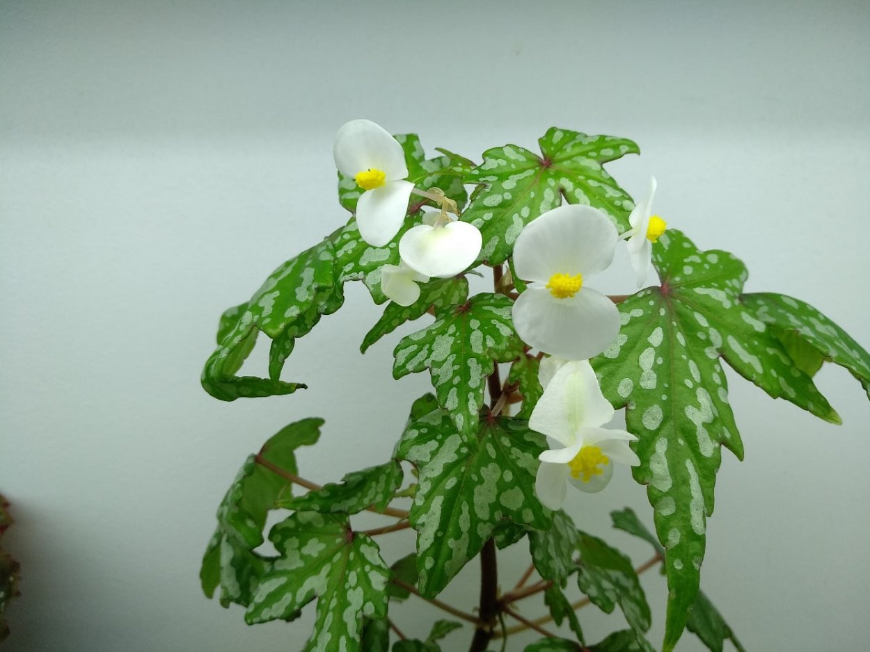 Бегония ангел Сильвер