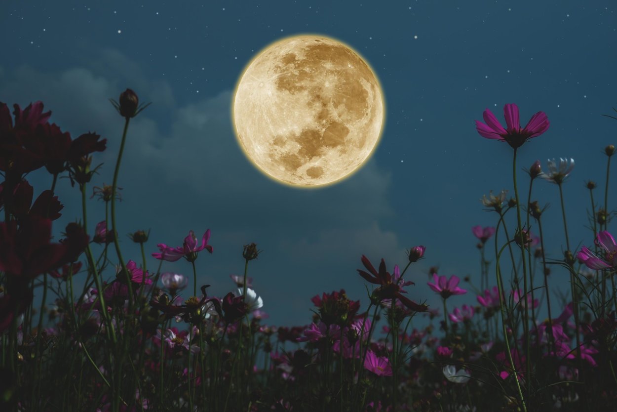 Лунная красавица цветок