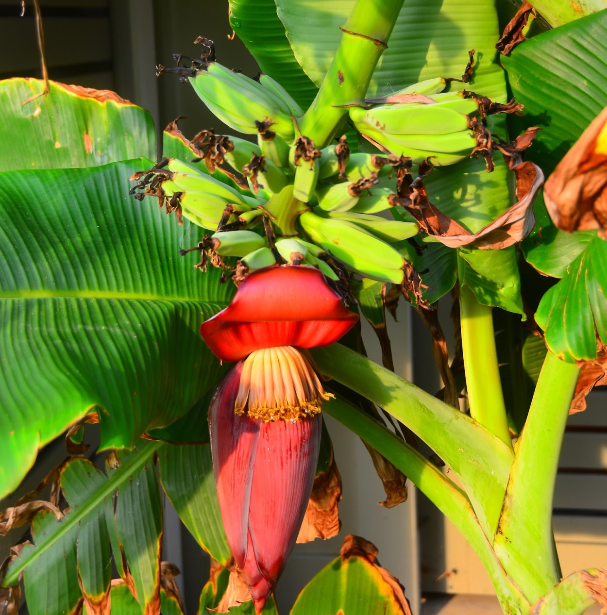 Банановое дерево цветет