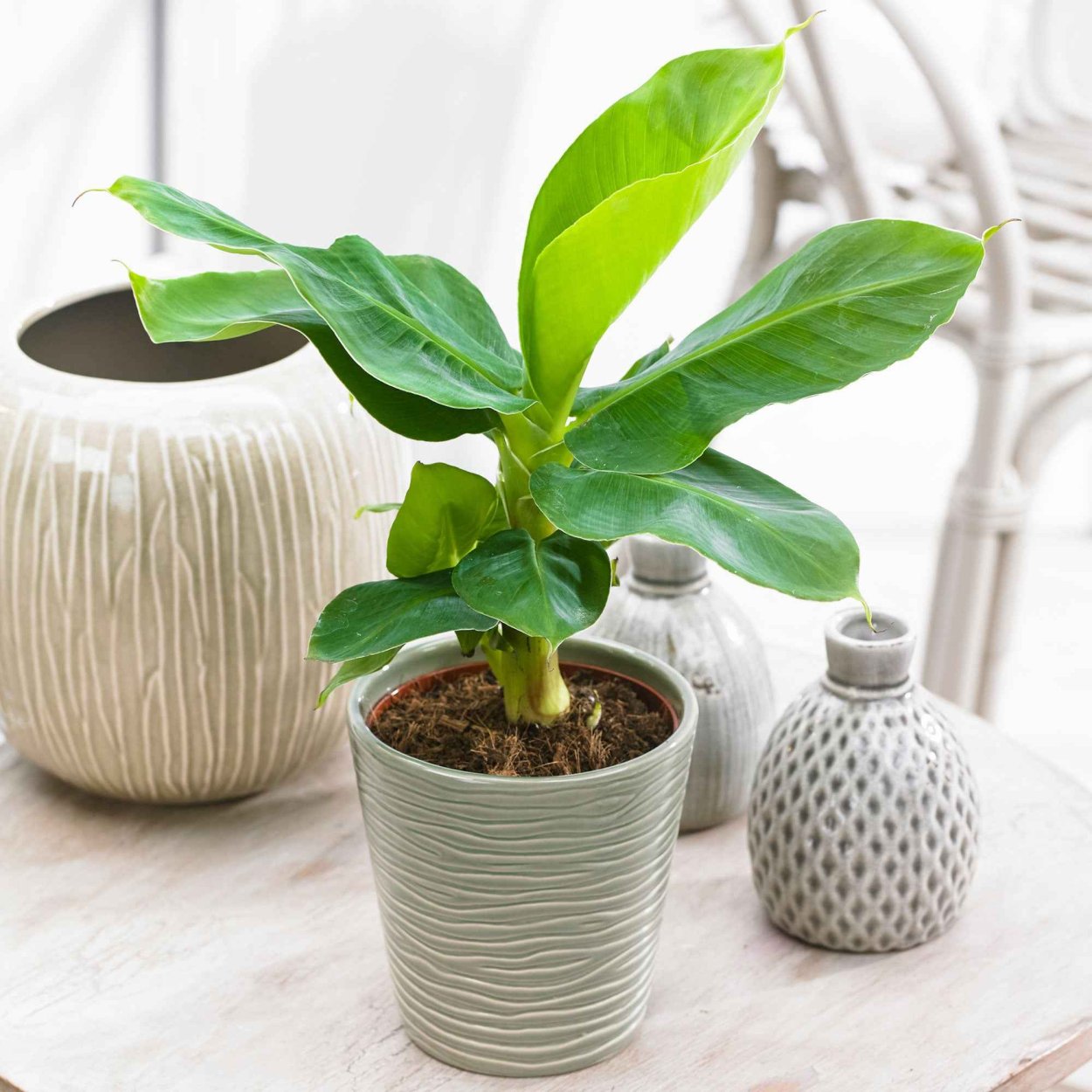 Банановая Пальма в кашпо