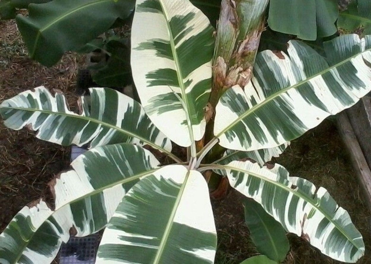 Растения в горшке 3д