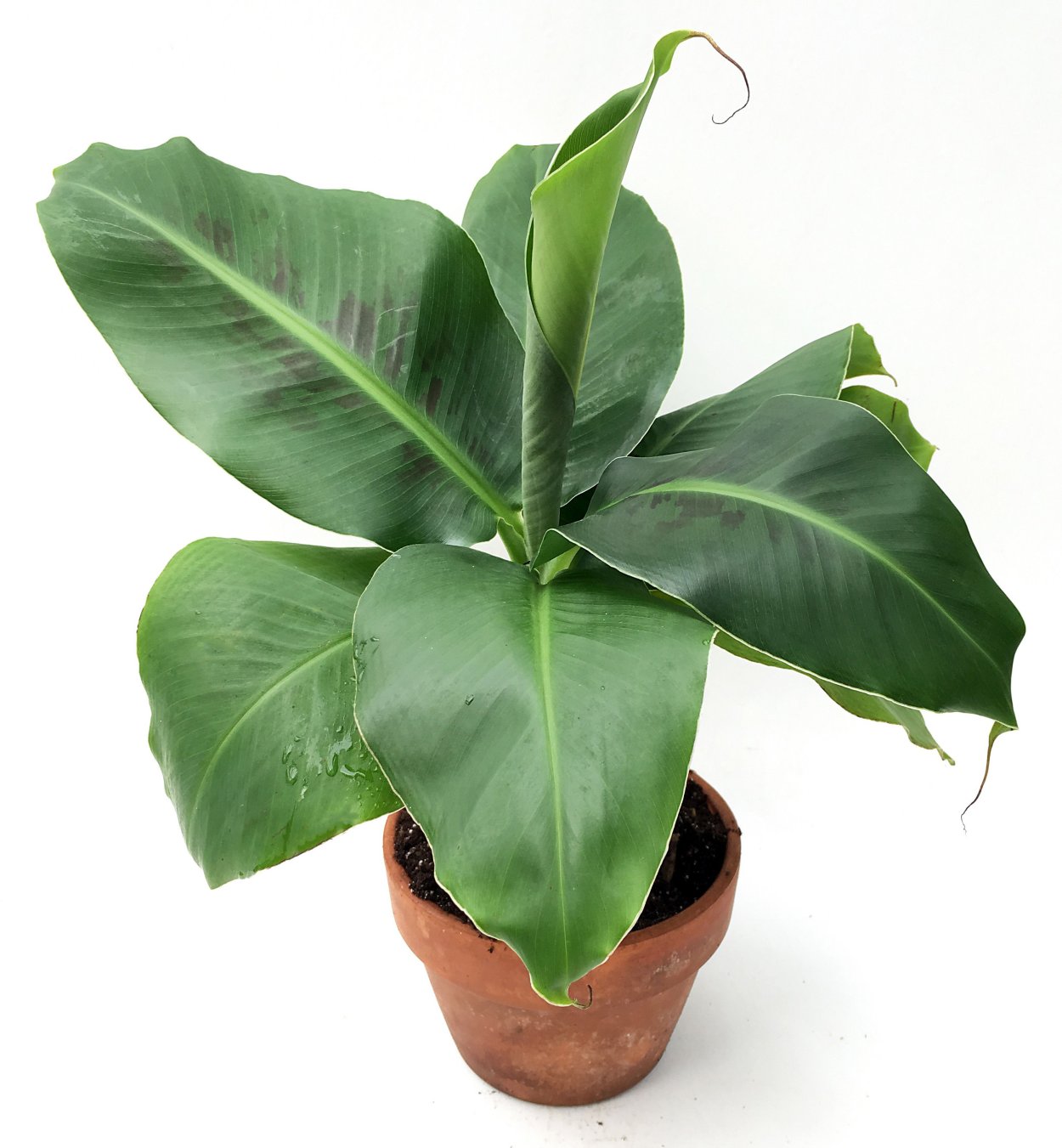 Комнатный банан плодоносить