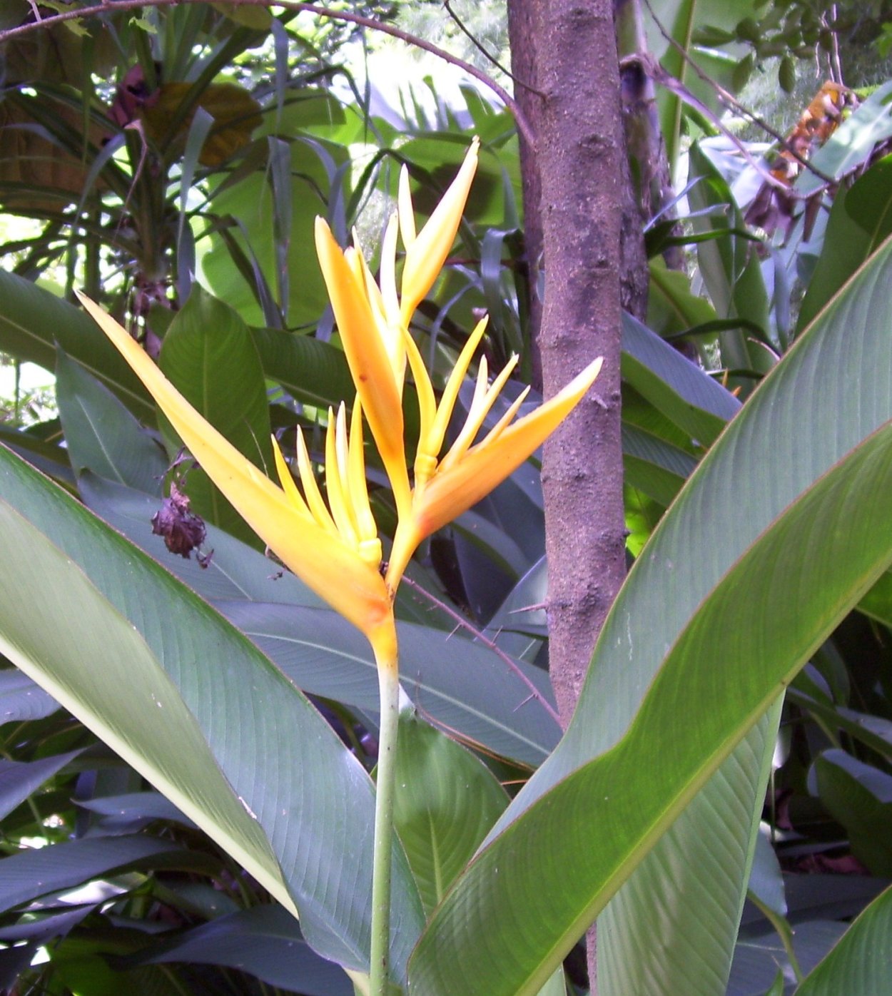 Banana Leaf Banana Leaf Palm Leaf Tropical Plant Leaf лист