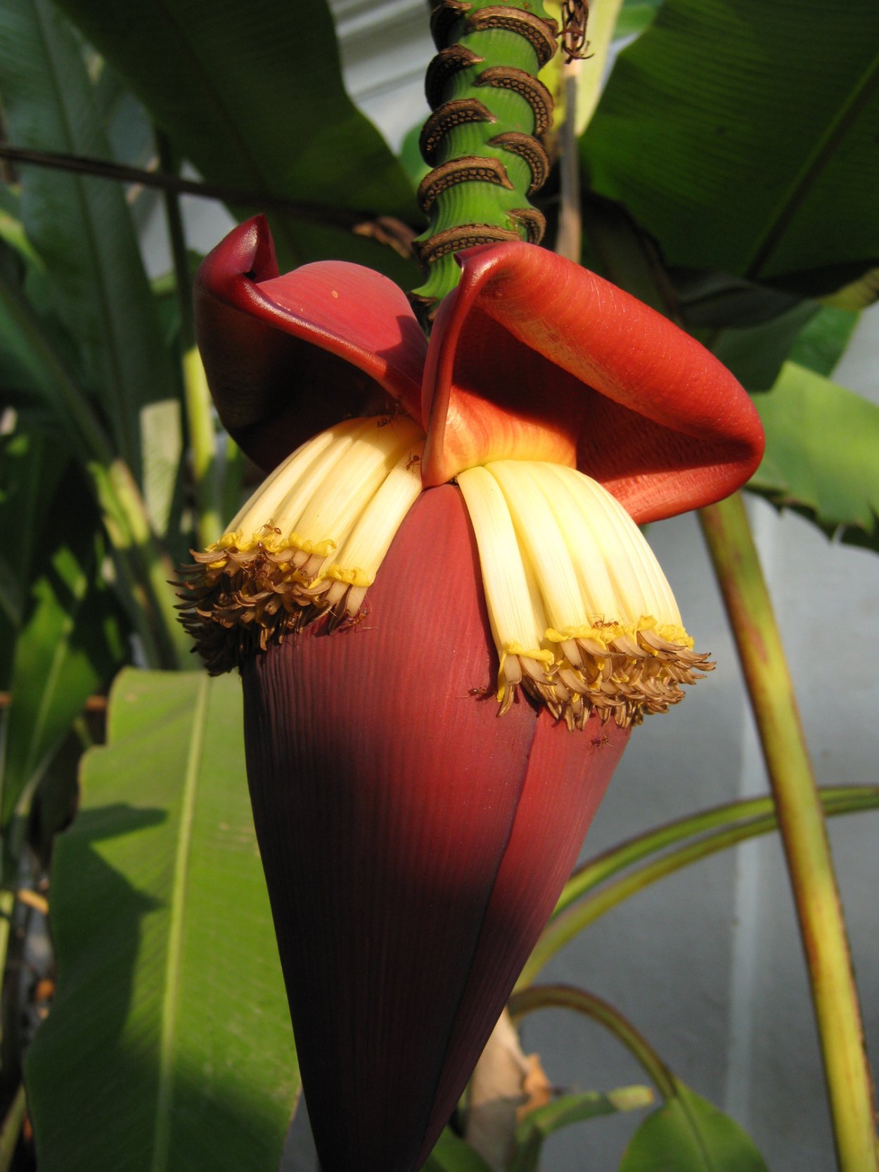 Банановая Пальма в горшке