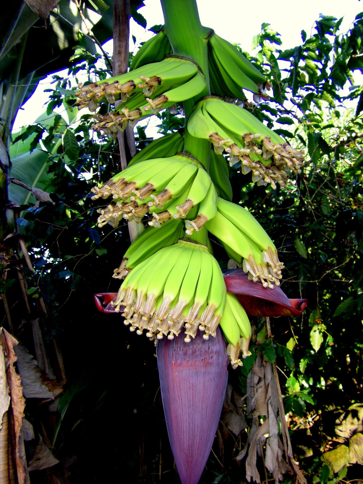 Спатифиллум Даймонд Вариегата