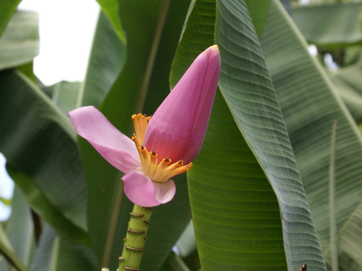 Цветок банана карри