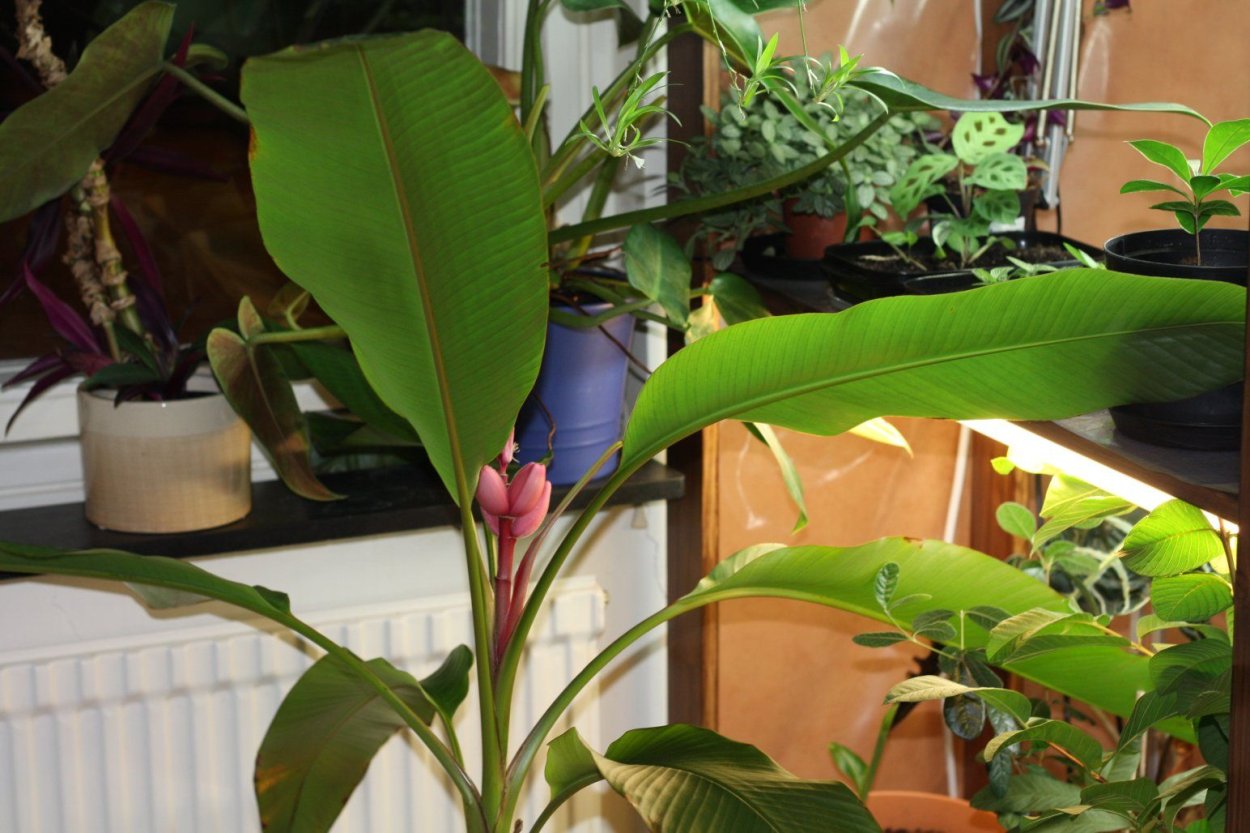 Банановая Орхидея