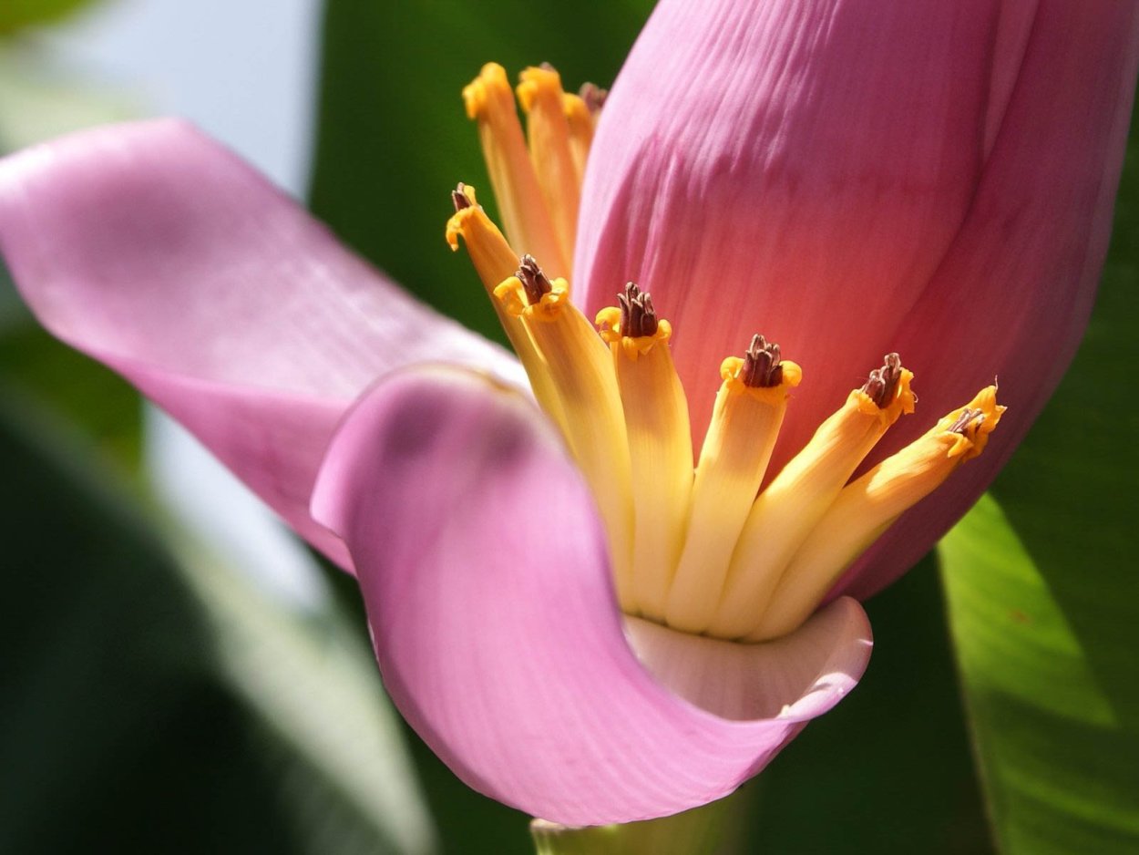 Банан Кавендиш(Киевский карлик)