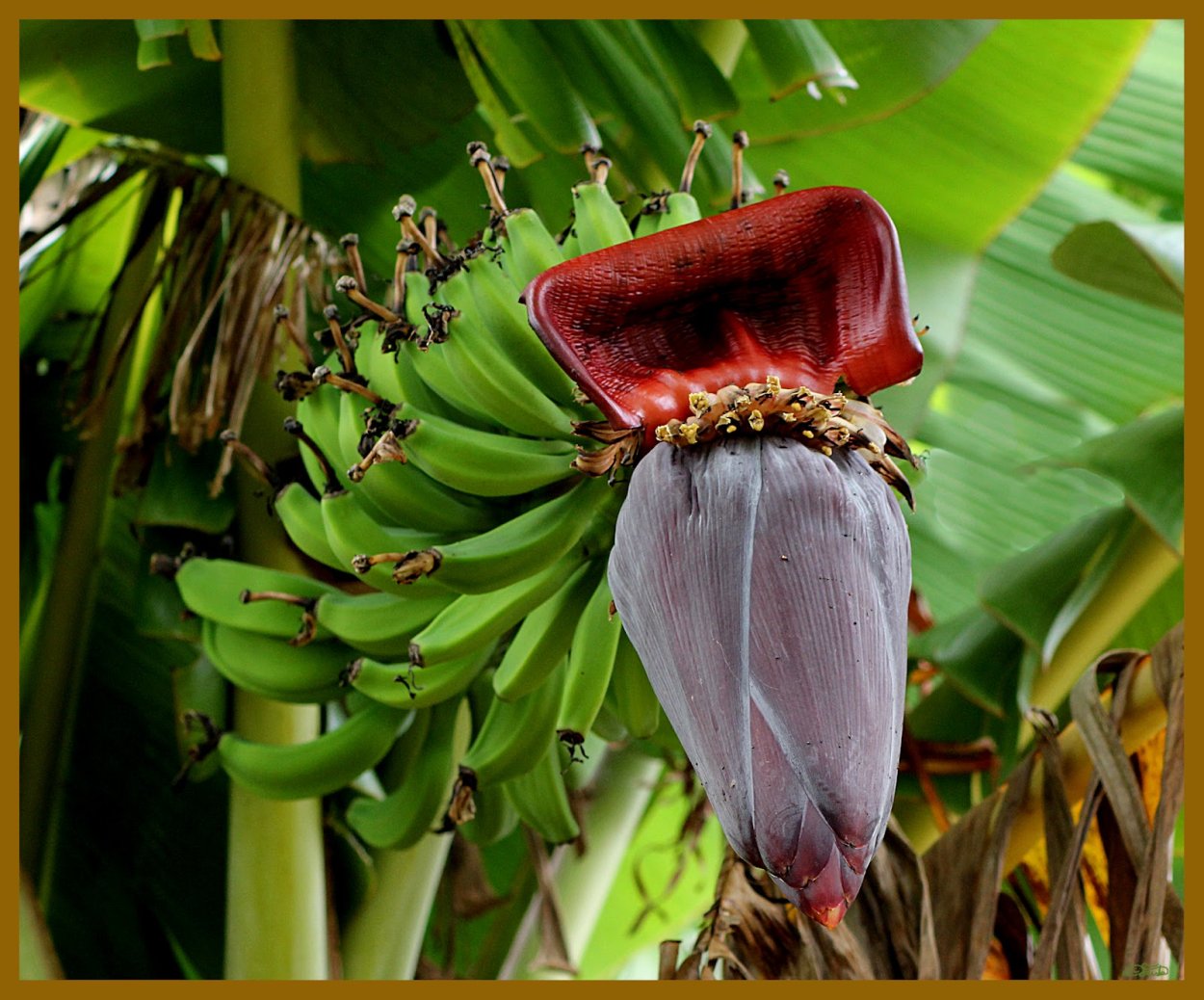 Комнатный плодоносящий банан Кавендиш