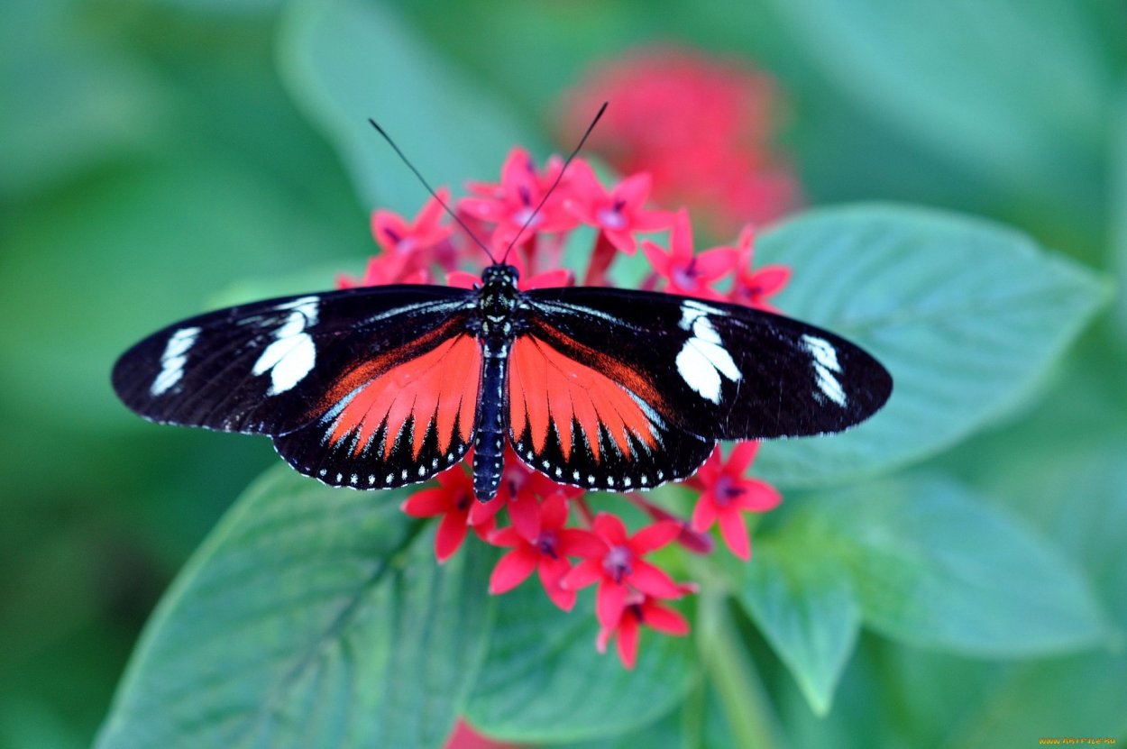 Черный Кардинал бабочка