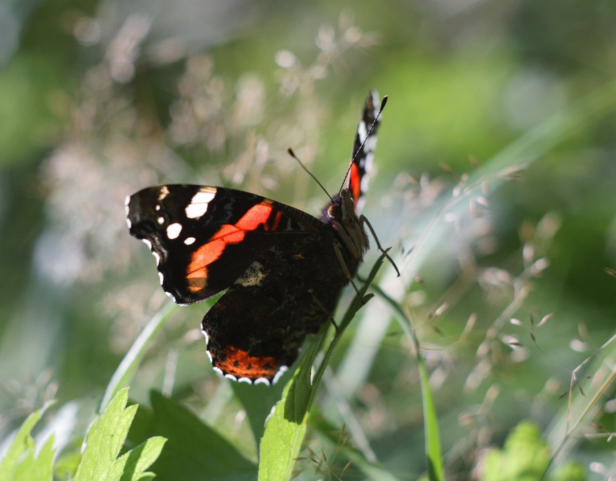 Бабочка красный Кардинал