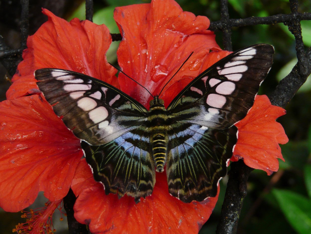 Бабочки Cymothoe Sangaris