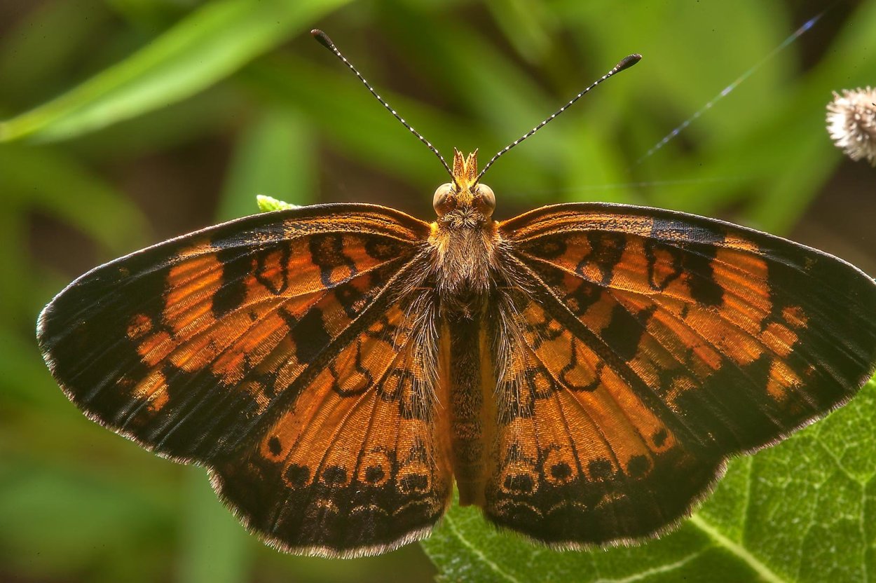 Большая черная бабочка