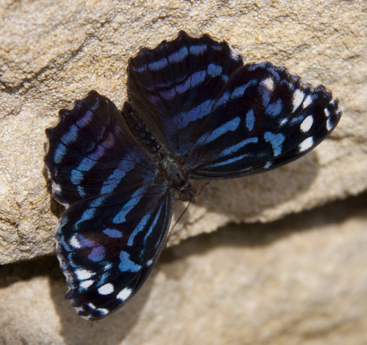 Черно синяя бабочка. Черный Кардинал бабочка. Парусник Марцелл бабочка. Бабочка Кардинал Махаон. Бабочка Махаон Адмирал.