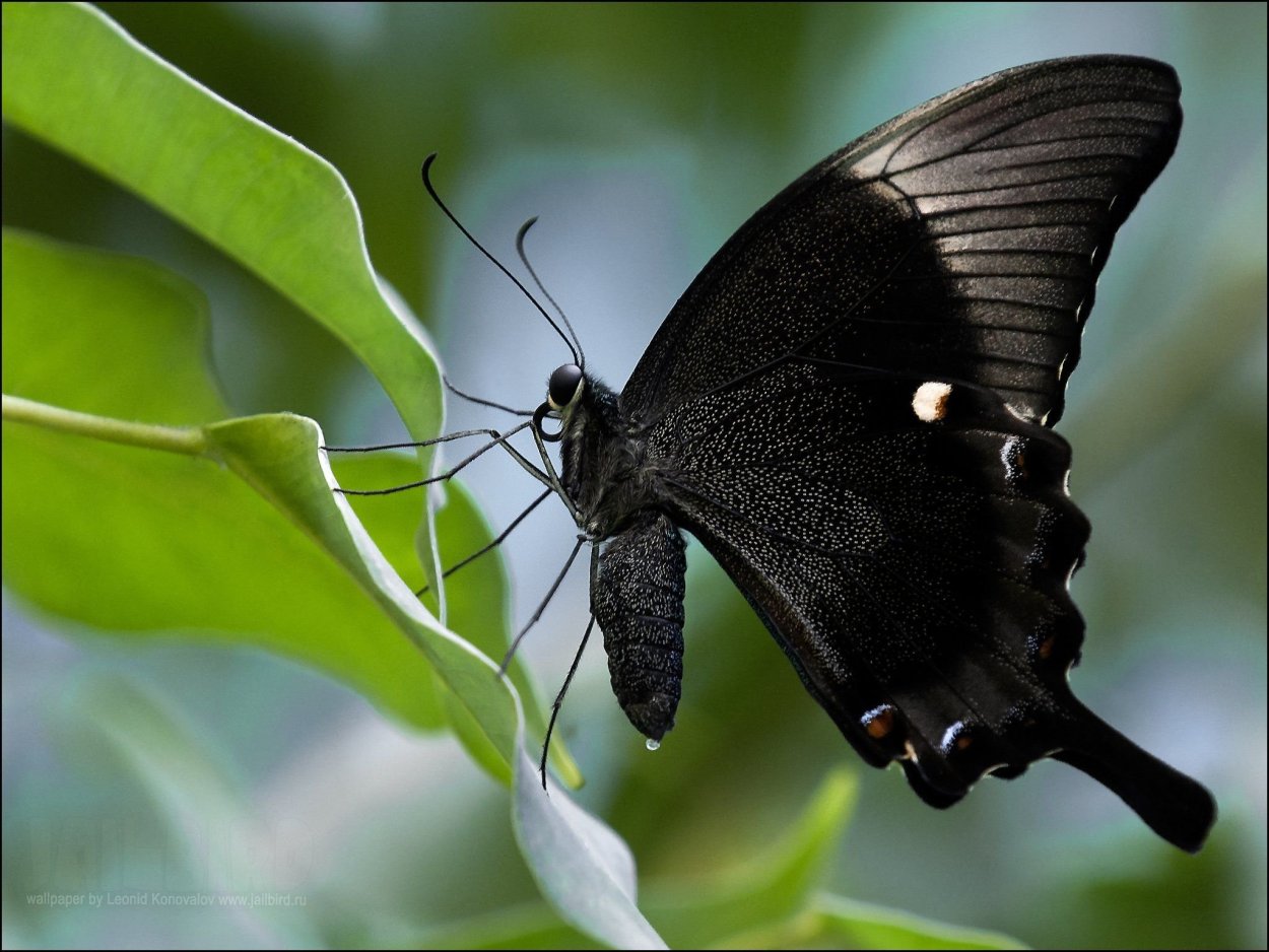 Papilio Rumanzovia бабочка