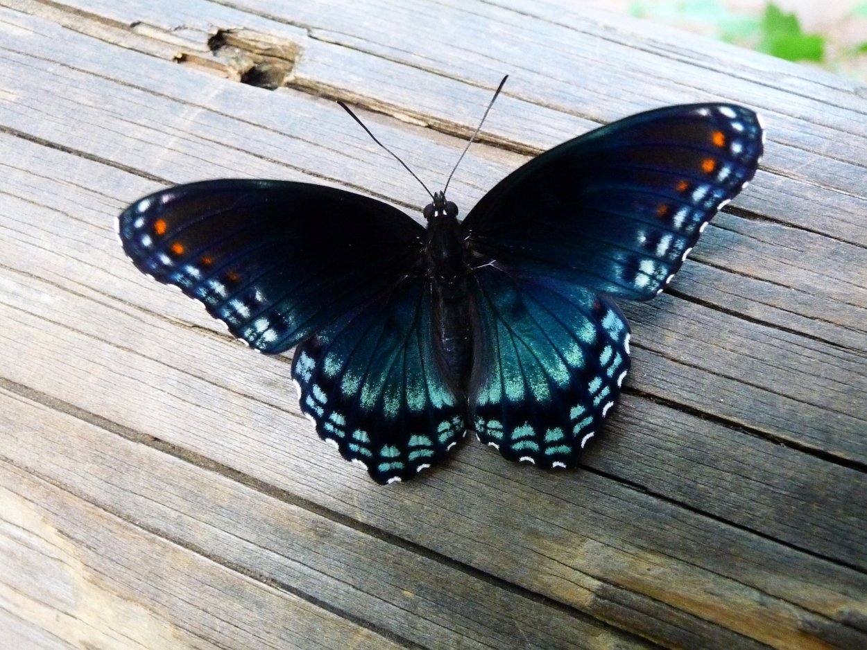 Бабочка Кардинал