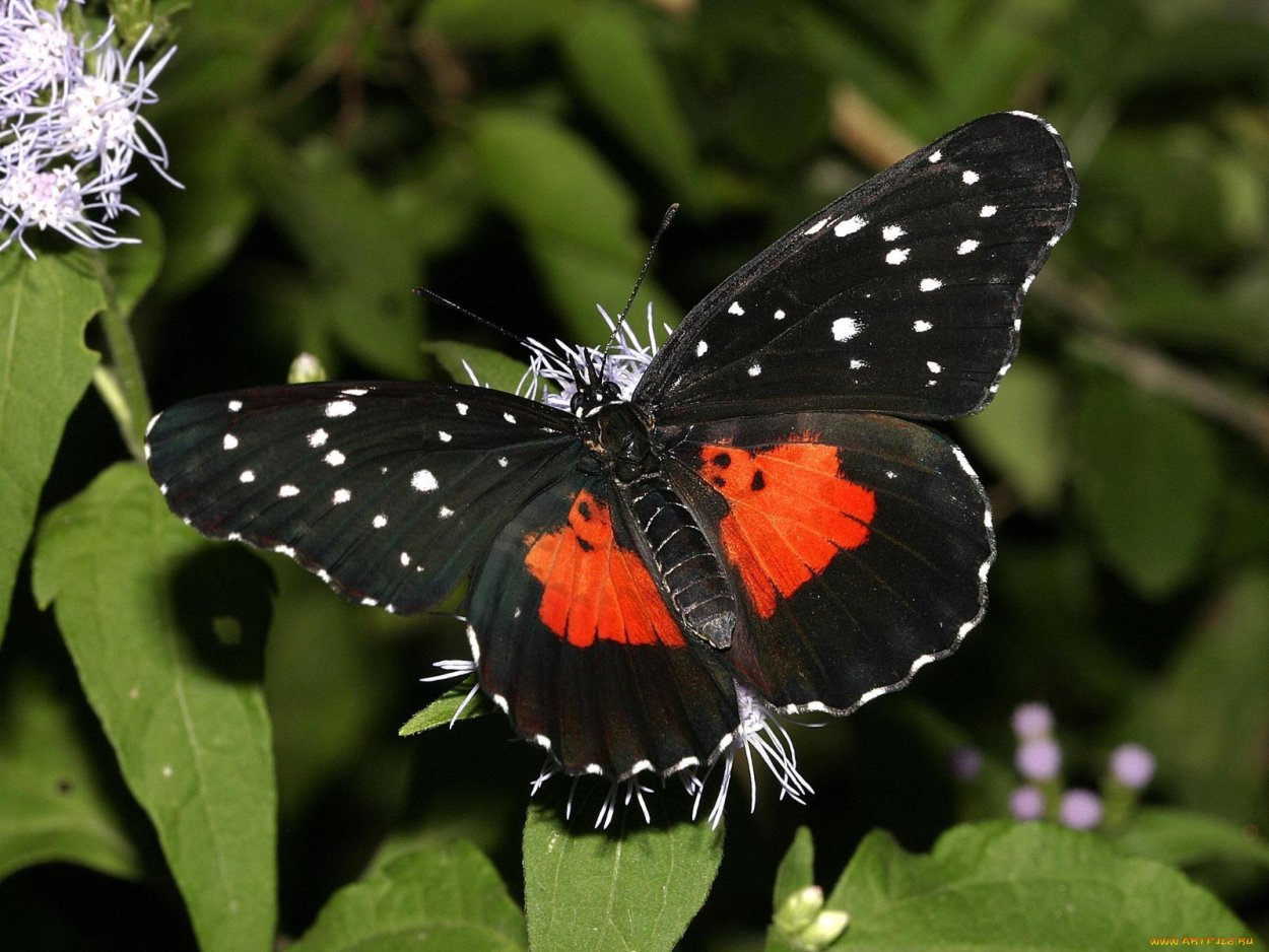 Черный Кардинал бабочка