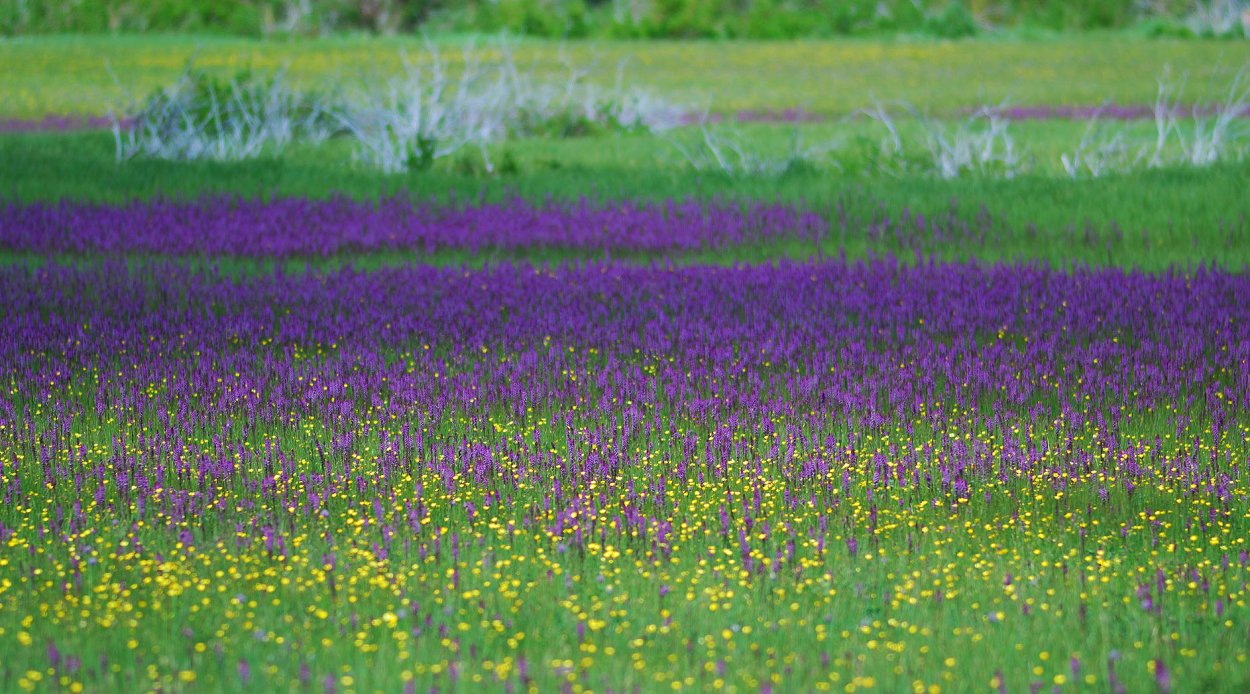 Фон поле колокольчики