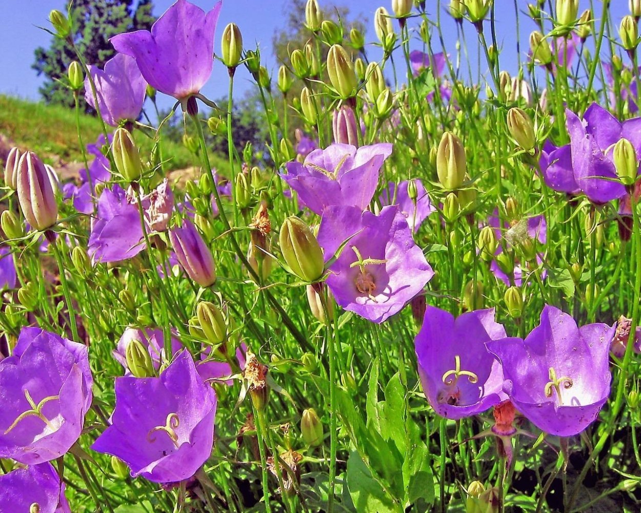 Колокольчик полевой