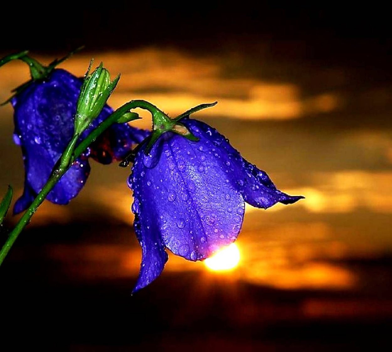 Колокольчики вечером