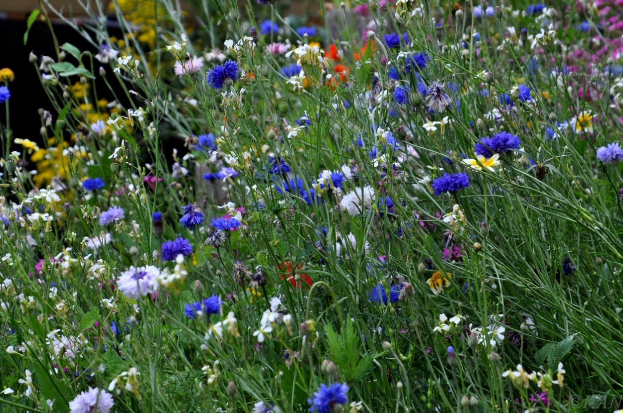 Мак Василек Лютик Незабудка