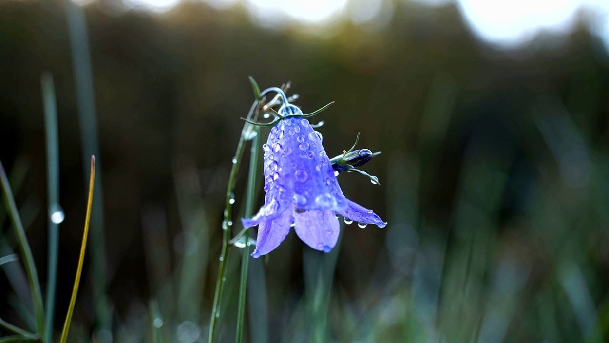 Фет колокольчик