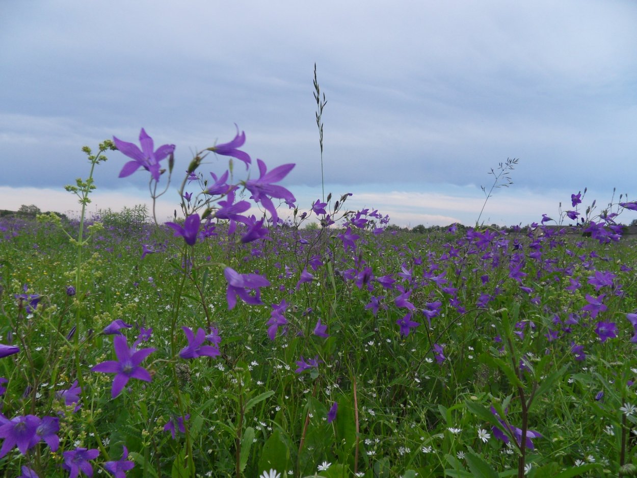 Колокольчиковое поле