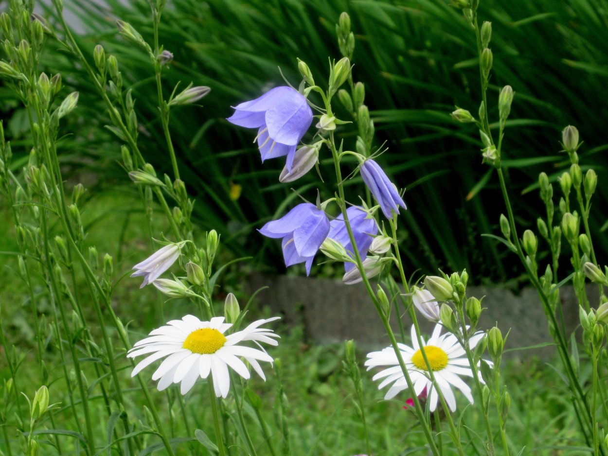 Лютики Клевер колокольчики
