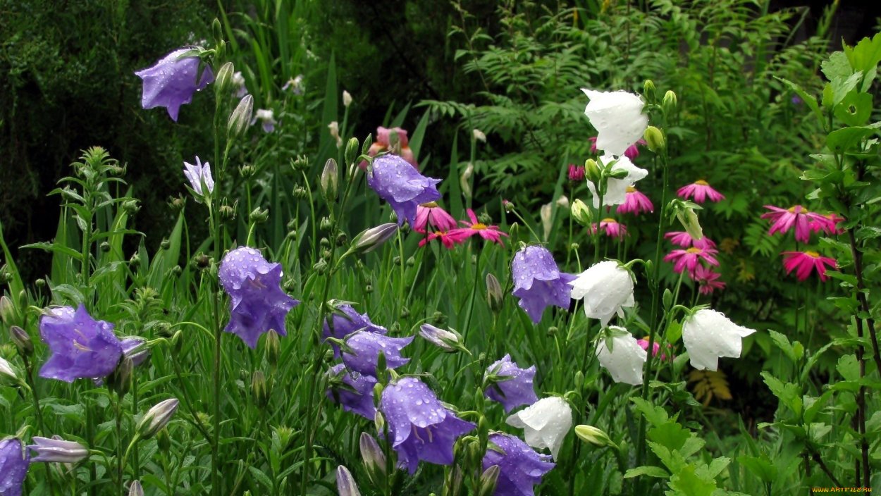 Пиренейский колокольчик