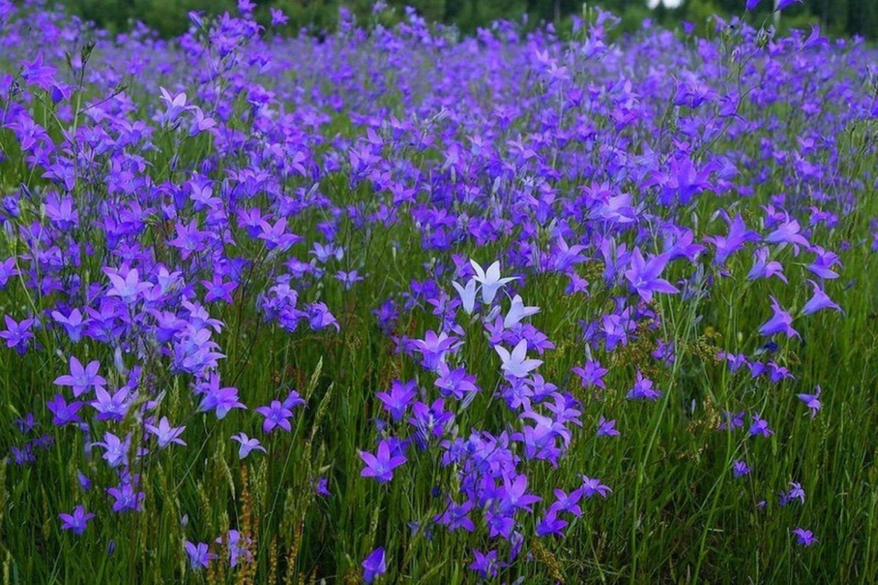 Колокольчик тонколистный