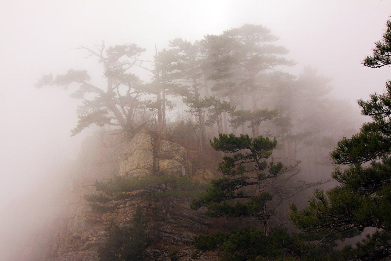 Сосновый лес на ай Петри