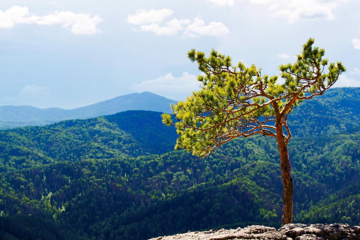 Ставрополье широкая Долина реки горы сосны