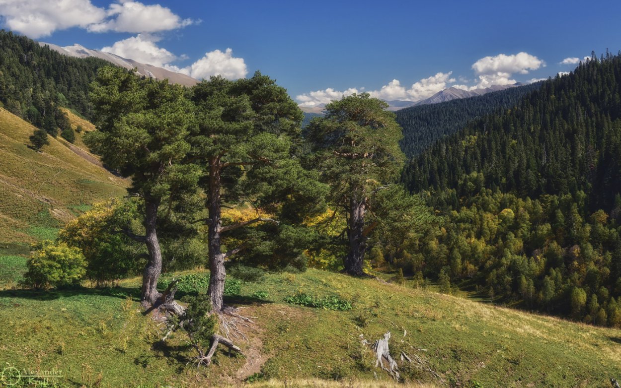 Художник Аркадий Олейник